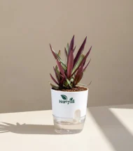 Moses-in-the-Cradle (Oyster Plant / Boat Lily)