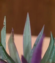 Moses-in-the-Cradle (Oyster Plant / Boat Lily) - Image 4