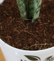 Sansevieria Silver Streak Snake Plant - Image 4