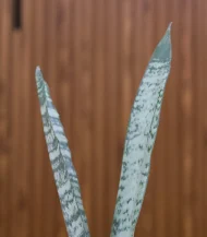 Sansevieria Silver Streak Snake Plant - Image 2
