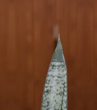 Sansevieria Silver Streak Snake Plant - Image 3